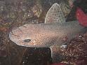 roussette - Scyliorhinus canicula 2